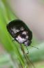 Thyreocoris scarabaeoides